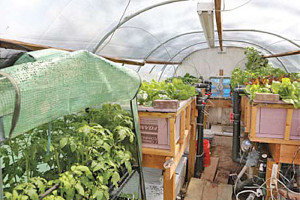 Aquaponics